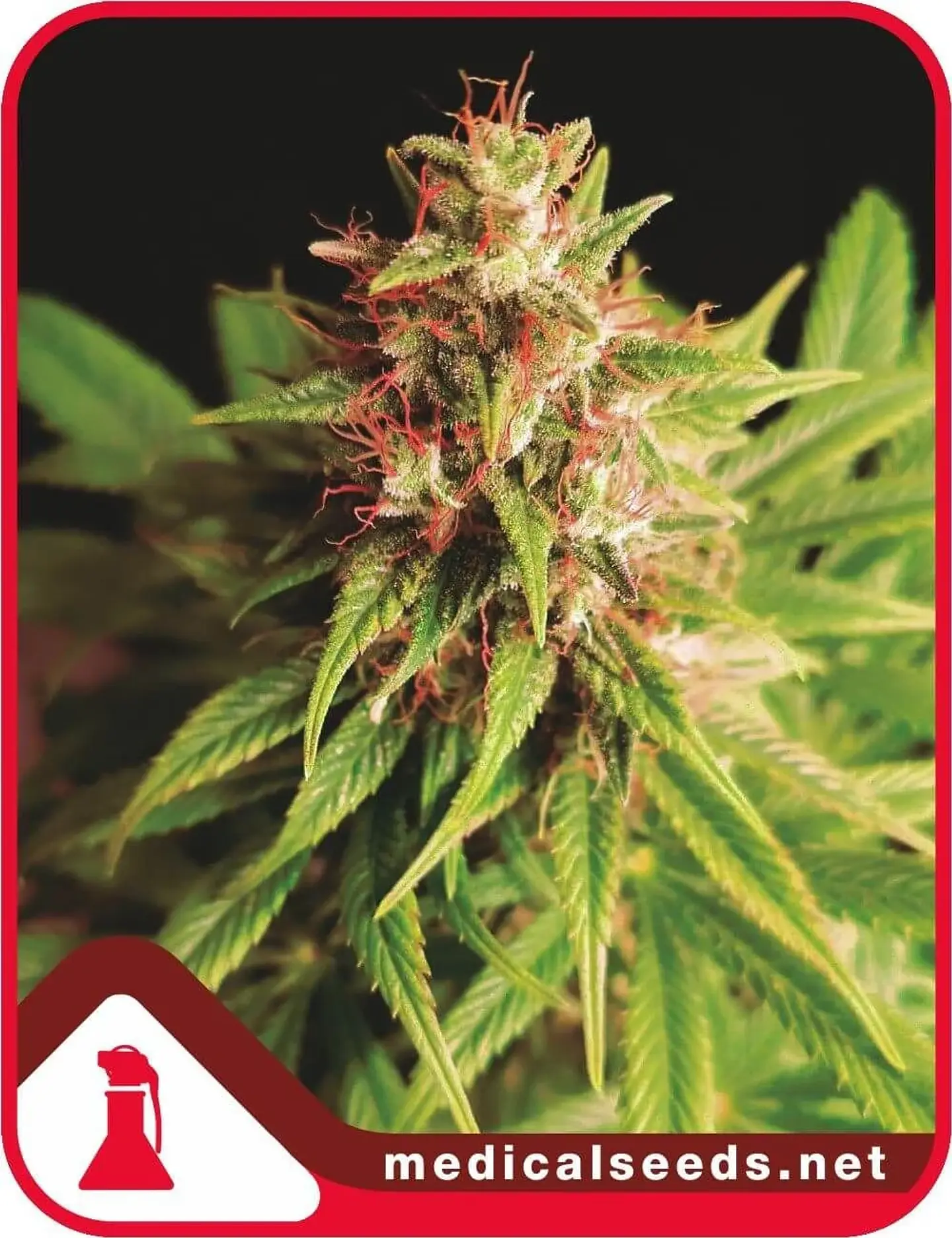 Red Cross Cbd Fem X3+2-Medical Seeds 1