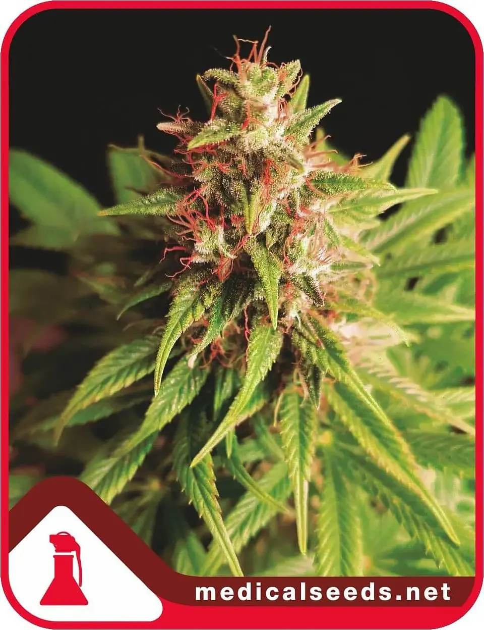 Red Cross Cbd Fem X3+2-Medical Seeds 1