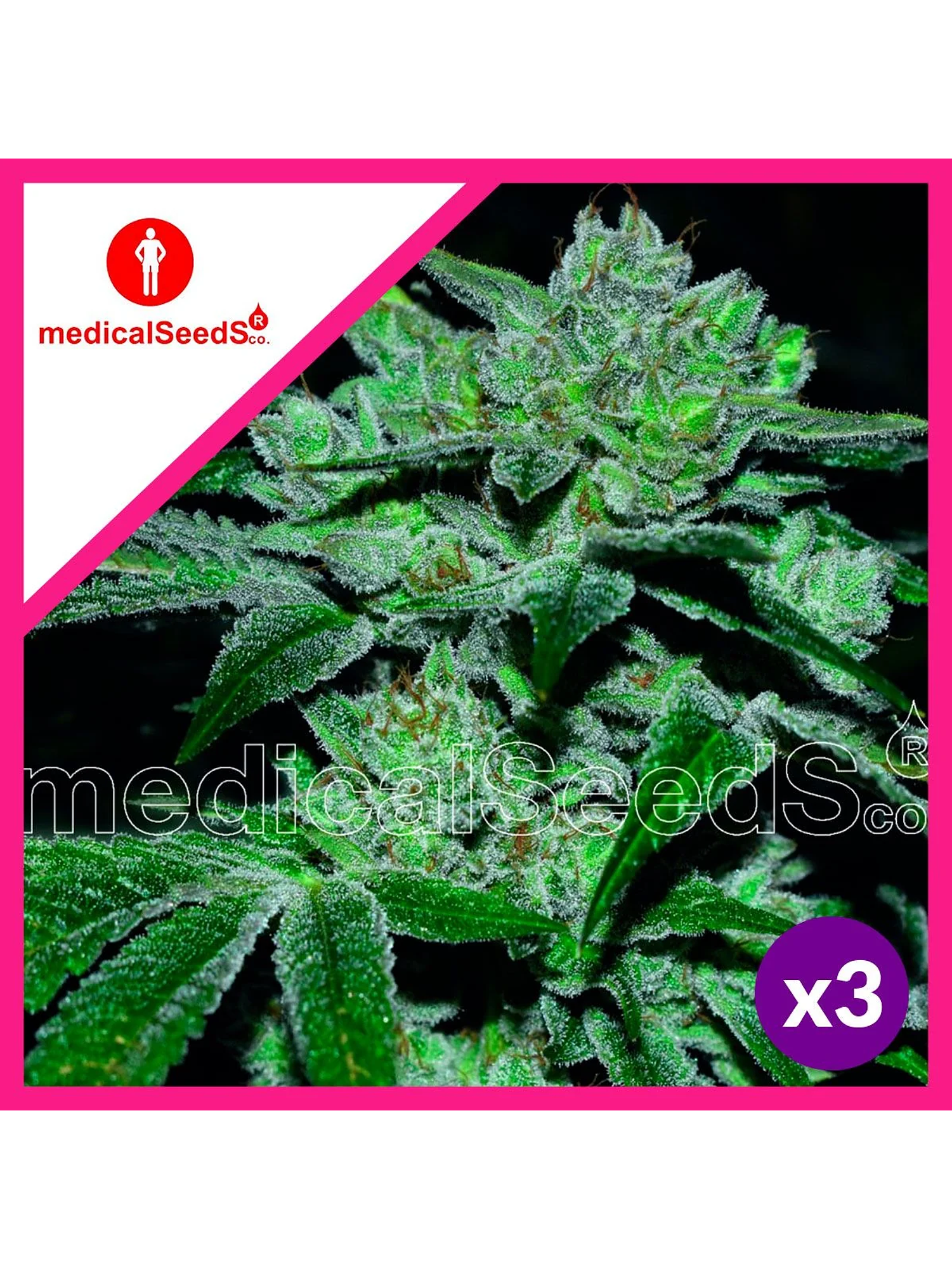 Sour Glue Fem X3+2-Medical Seeds 1