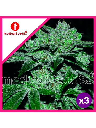 SOUR GLUE FEM X3+2-MEDICAL SEEDS 1