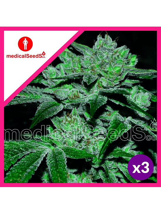 SOUR GLUE FEM X3+2-MEDICAL SEEDS 1