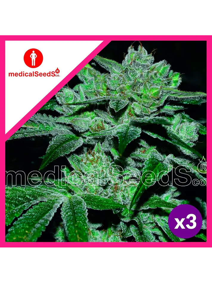 Sour Glue Fem X3+2-Medical Seeds 1