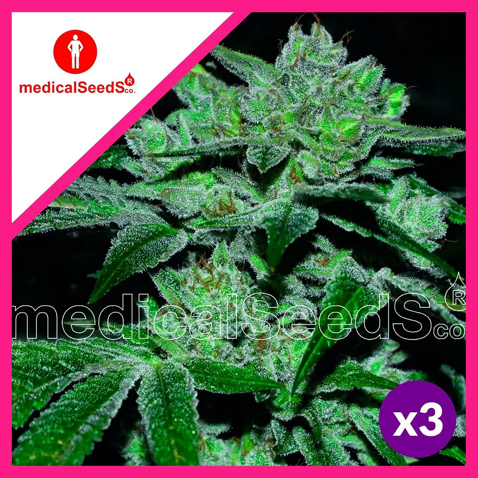 Sour Glue Fem X3+2-Medical Seeds 1