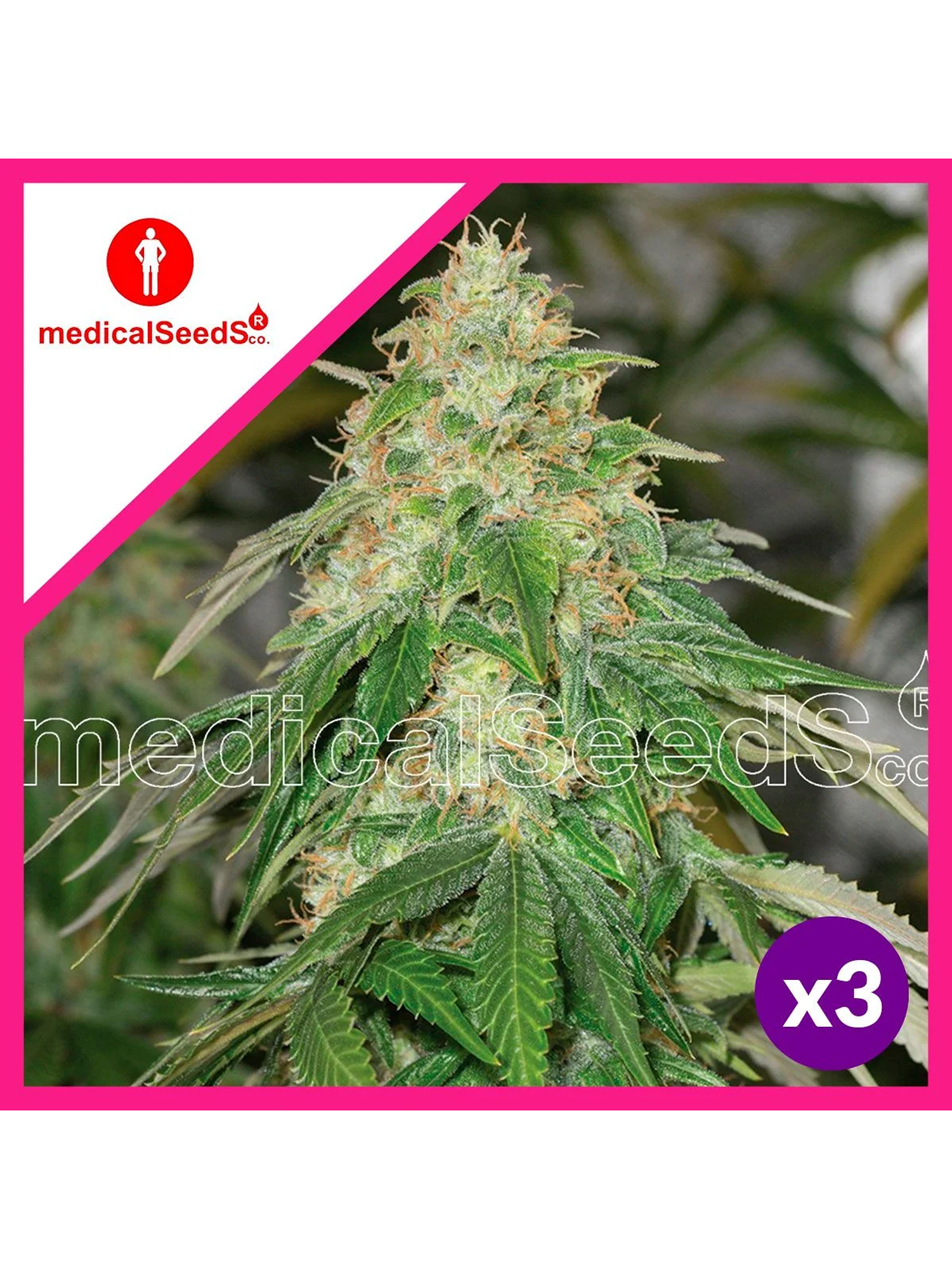 Some Sweet Fem X3+2-Medical Seeds 1