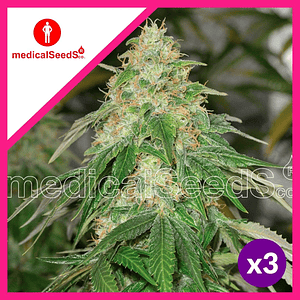 Some Sweet Fem X3+2-Medical Seeds
