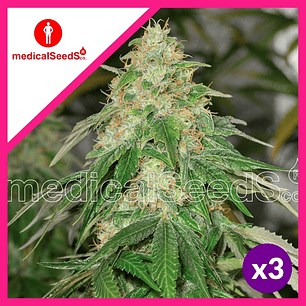 SOME SWEET FEM X3+2-MEDICAL SEEDS