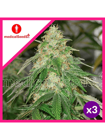 SOME SWEET FEM X3+2-MEDICAL SEEDS 1