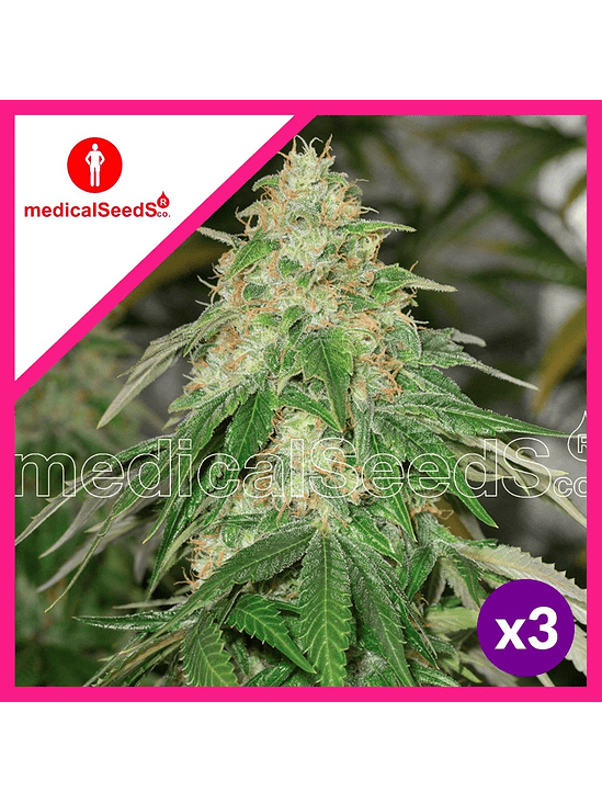 SOME SWEET FEM X3+2-MEDICAL SEEDS 1