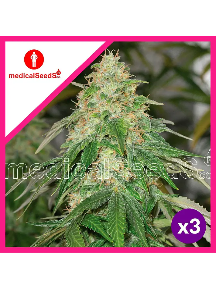 Some Sweet Fem X3+2-Medical Seeds 1