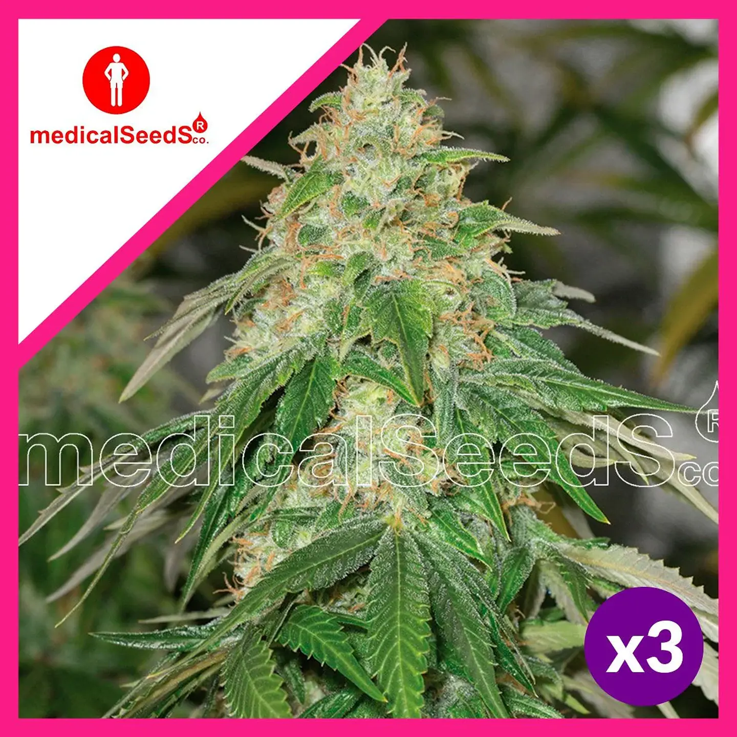 Some Sweet Fem X3+2-Medical Seeds 1