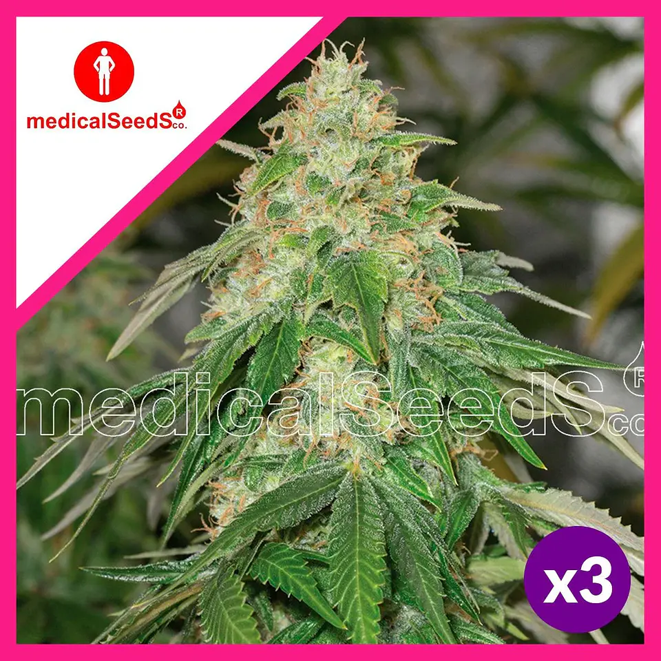 Some Sweet Fem X3+2-Medical Seeds 1