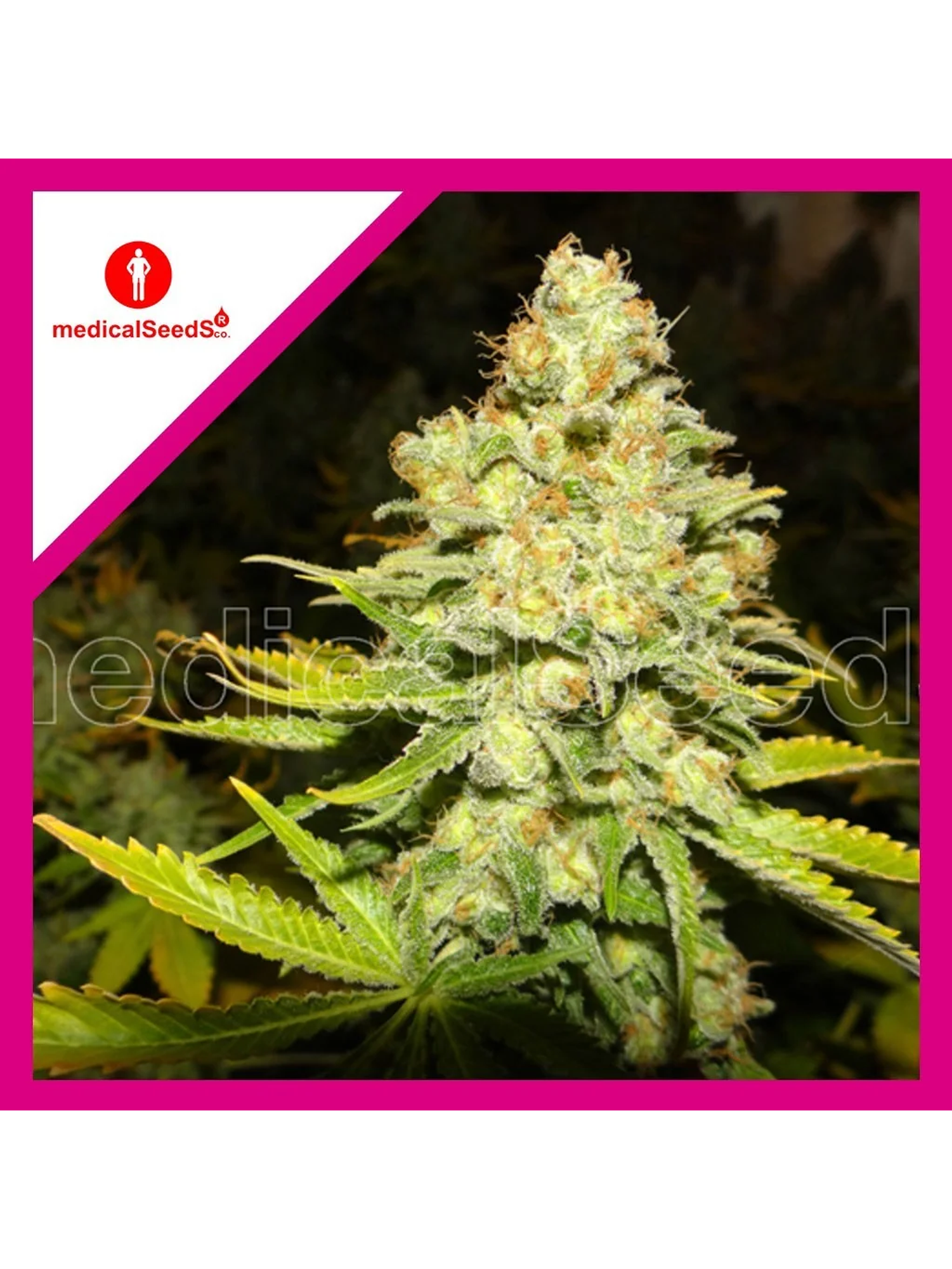 White Widow Fem X3+2-Medical Seeds 1