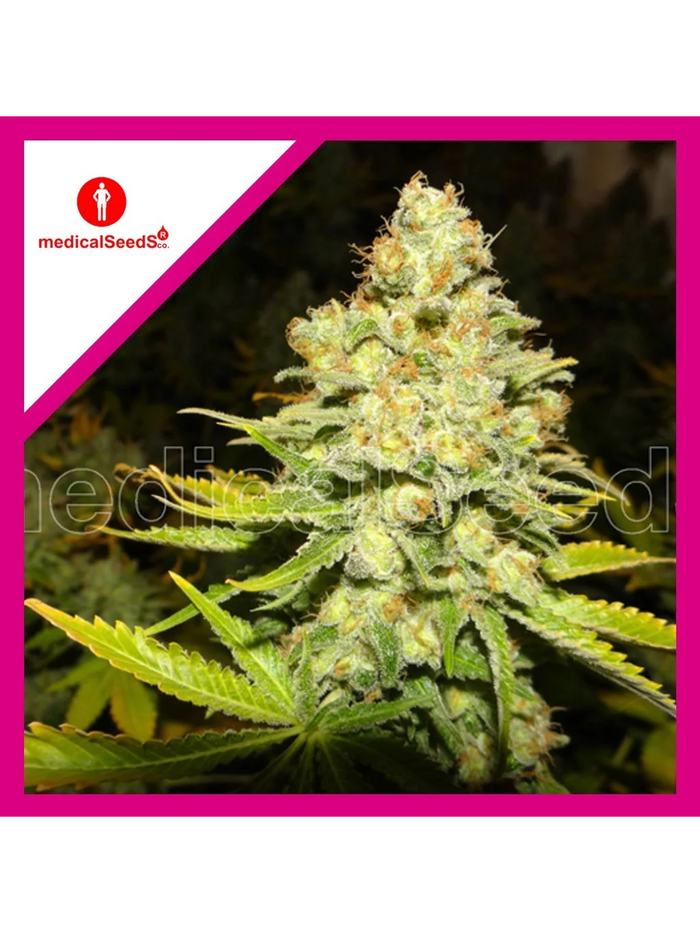 White Widow Fem X3+2-Medical Seeds 1