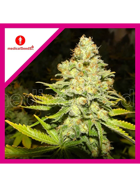 White Widow Fem X3+2-Medical Seeds 1