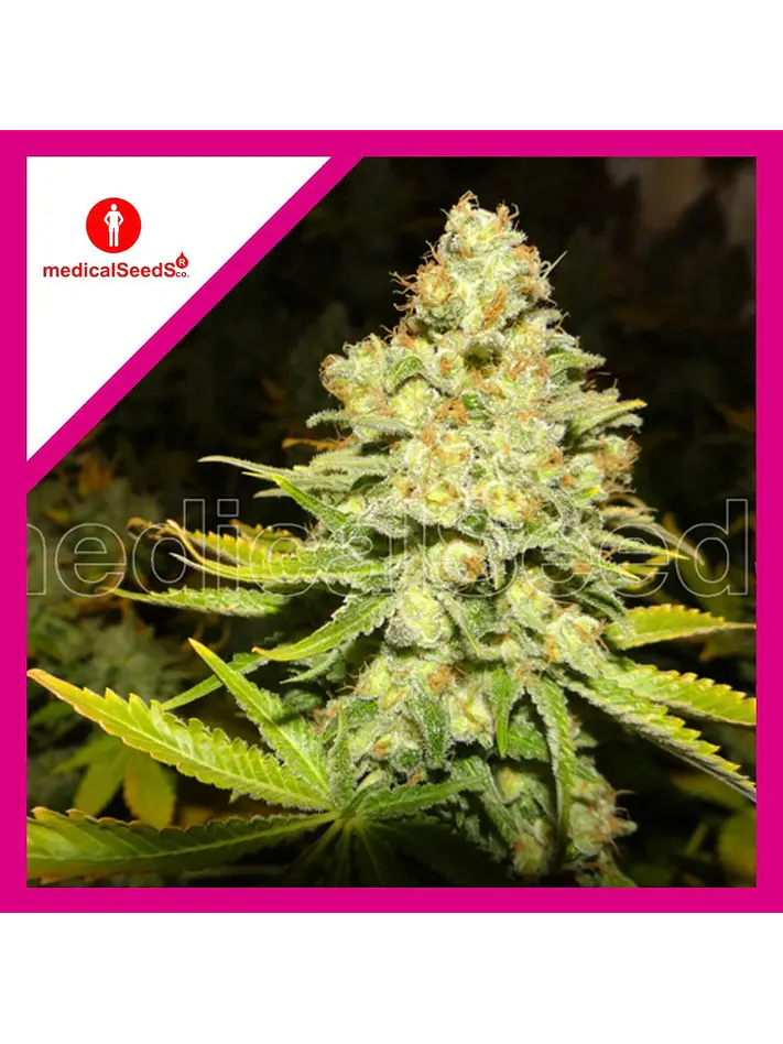 White Widow Fem X3+2-Medical Seeds 1