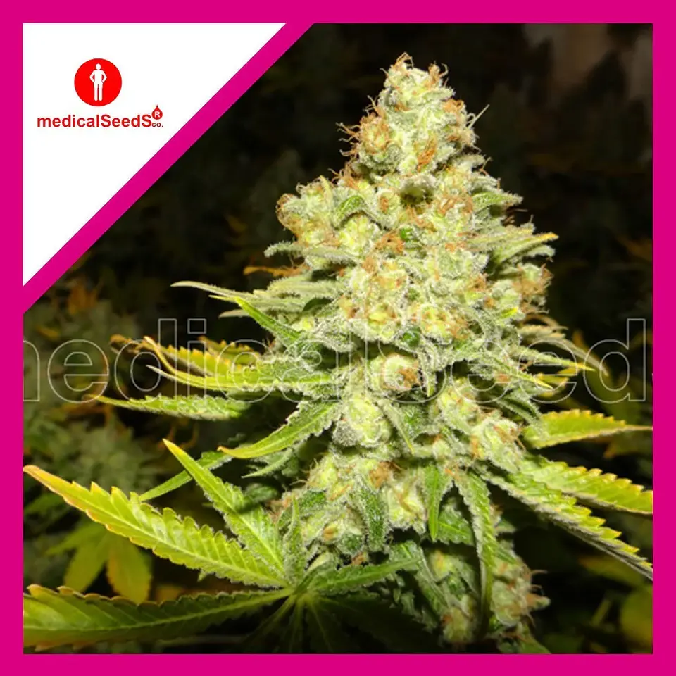 White Widow Fem X3+2-Medical Seeds 1