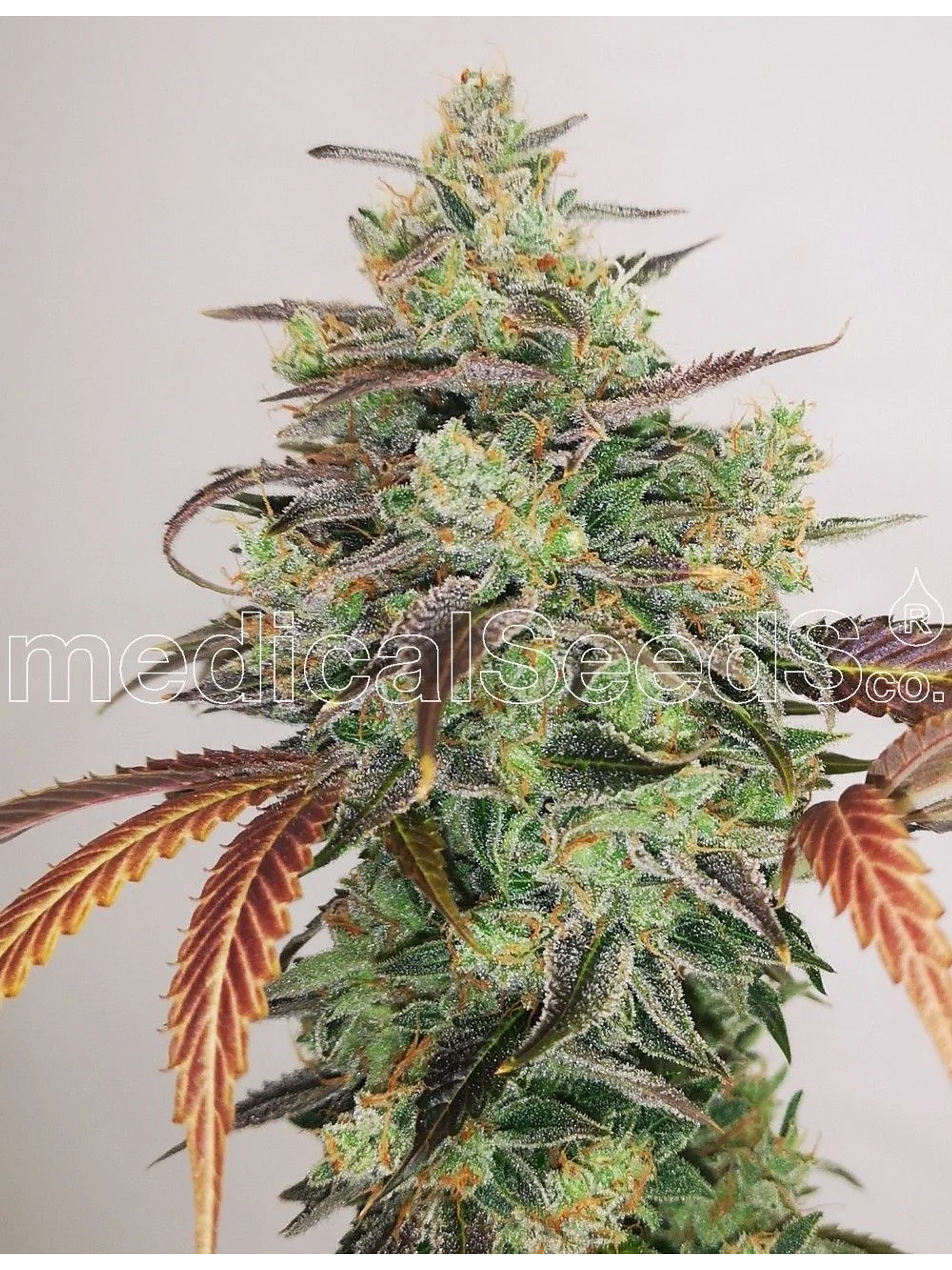 Y Griega Cbd 2.0 Fem X3+2-Medical Seeds 1