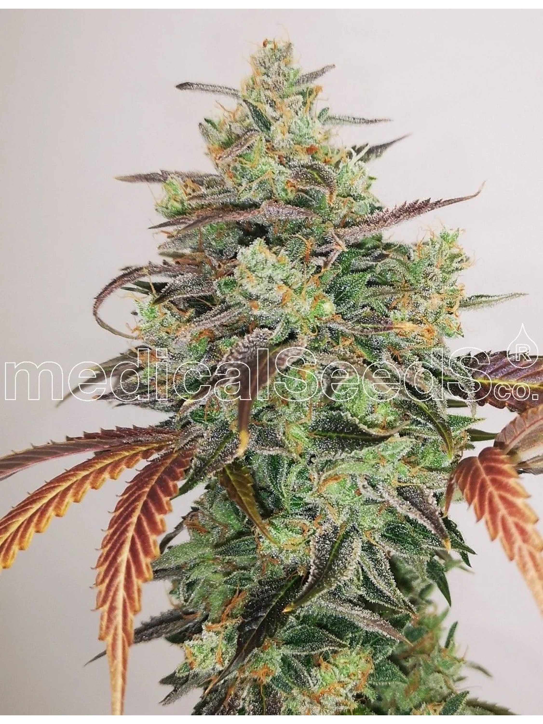 Y Griega Cbd 2.0 Fem X3+2-Medical Seeds 1