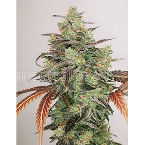 Y Griega Cbd 2.0 Fem X3+2-Medical Seeds