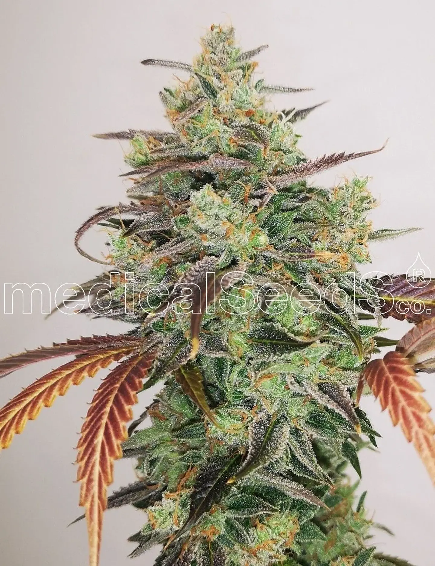 Y Griega Cbd 2.0 Fem X3+2-Medical Seeds 1