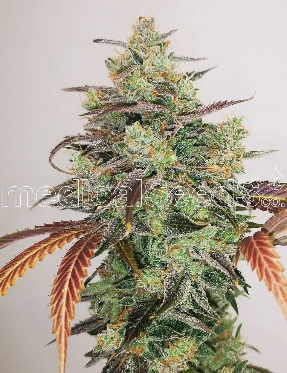 Y Griega Cbd 2.0 Fem X3+2-Medical Seeds 1