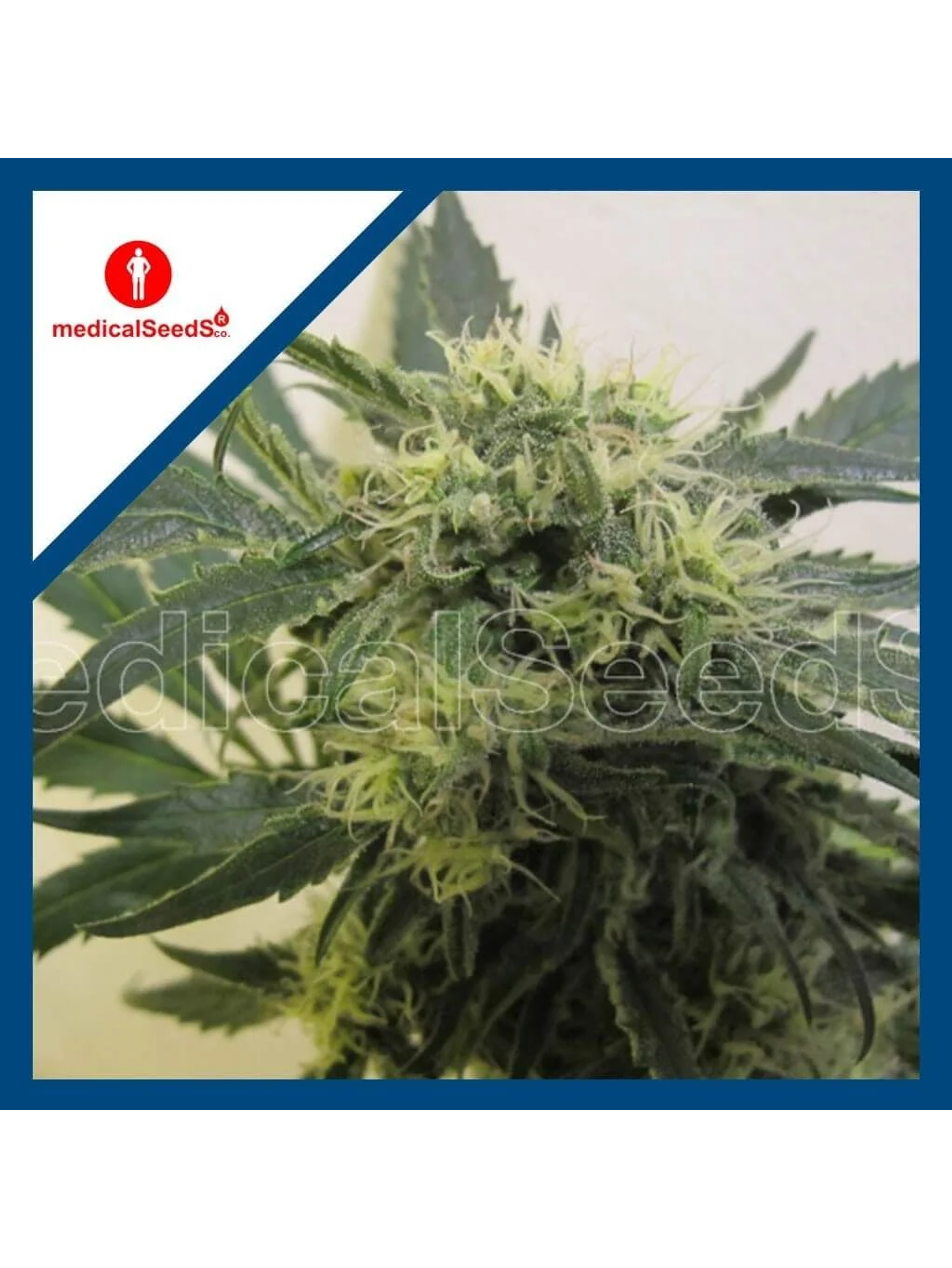 Y Griega Cbd Fem X3+2-Medical Seeds 1