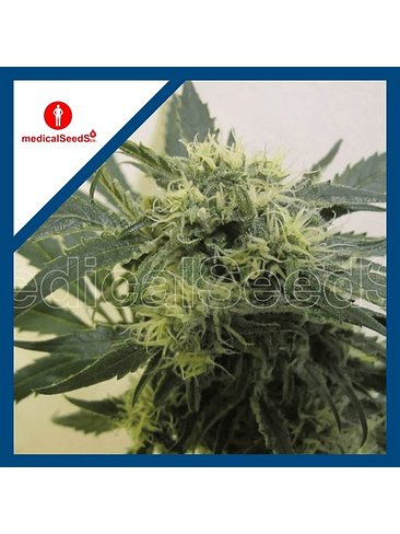 Y GRIEGA CBD FEM X3+2-MEDICAL SEEDS 1