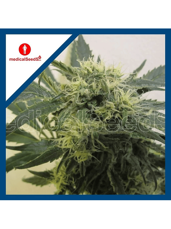 Y GRIEGA CBD FEM X3+2-MEDICAL SEEDS 1