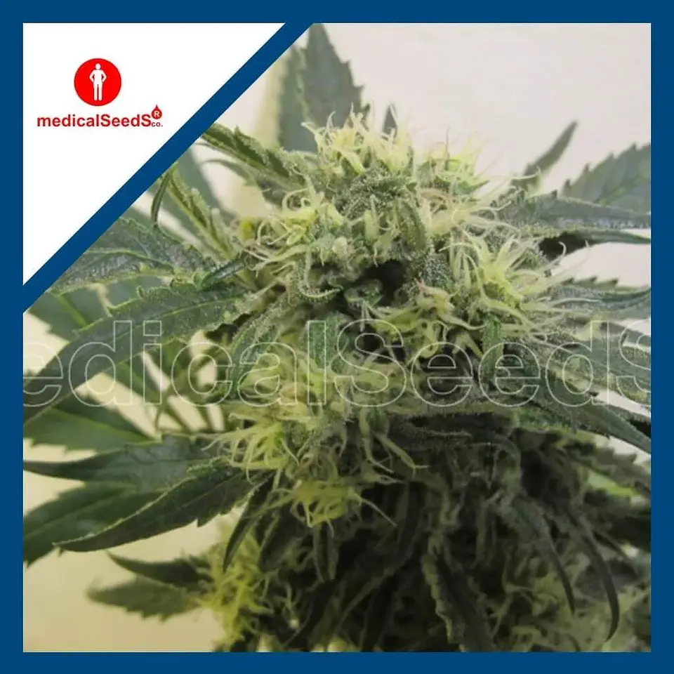 Y Griega Cbd Fem X3+2-Medical Seeds 1