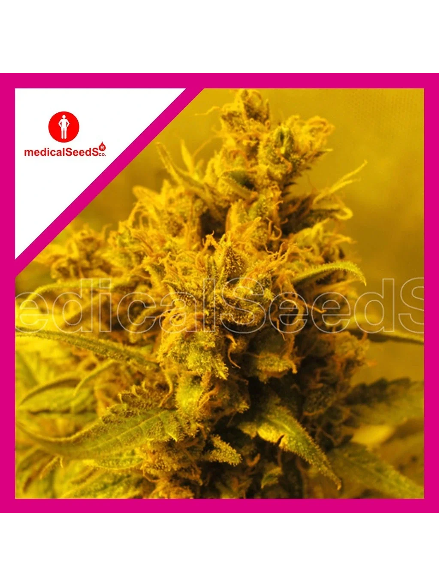 Y Griega Fem X3+2-Medical Seeds 1