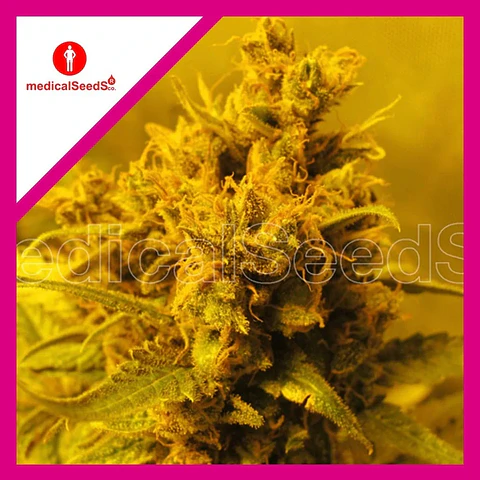 Y Griega Fem X3+2-Medical Seeds
