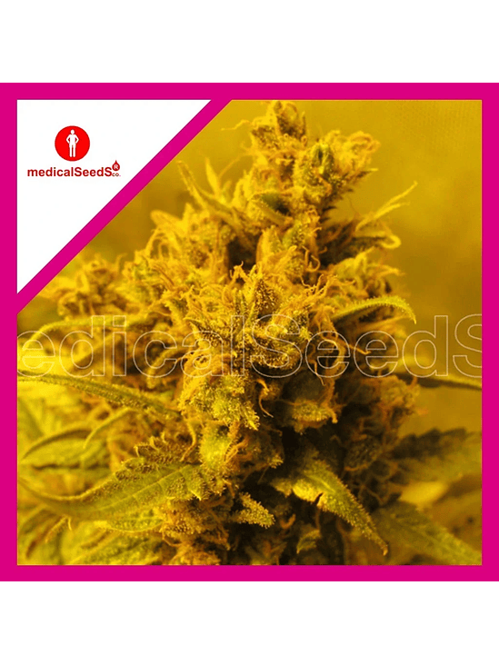 Y GRIEGA FEM X3+2-MEDICAL SEEDS 1