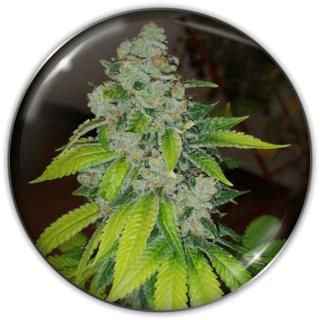 Zkittlez Fem X3-Medical Seeds 1