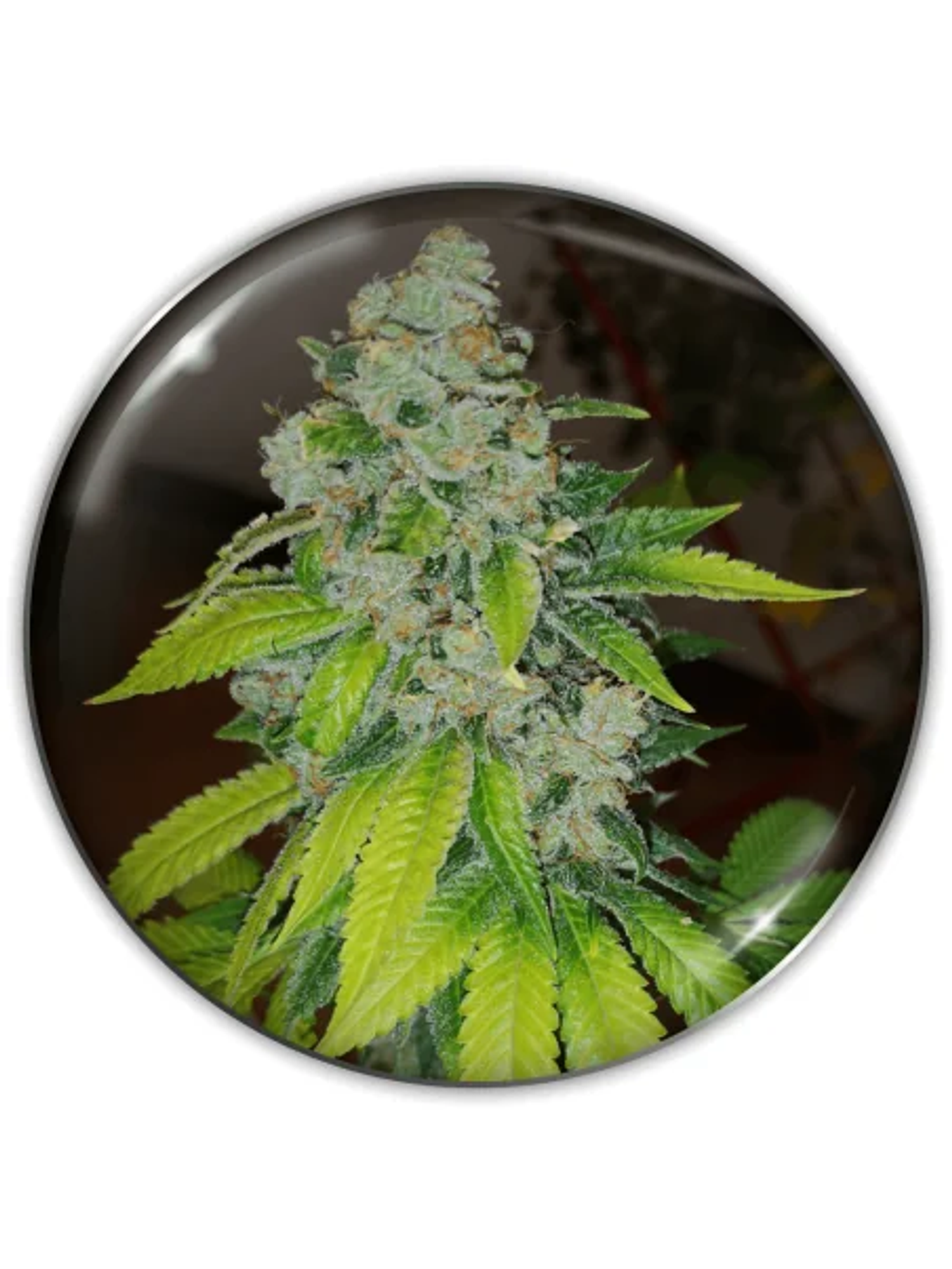 Zkittlez Fem X3-Medical Seeds 1