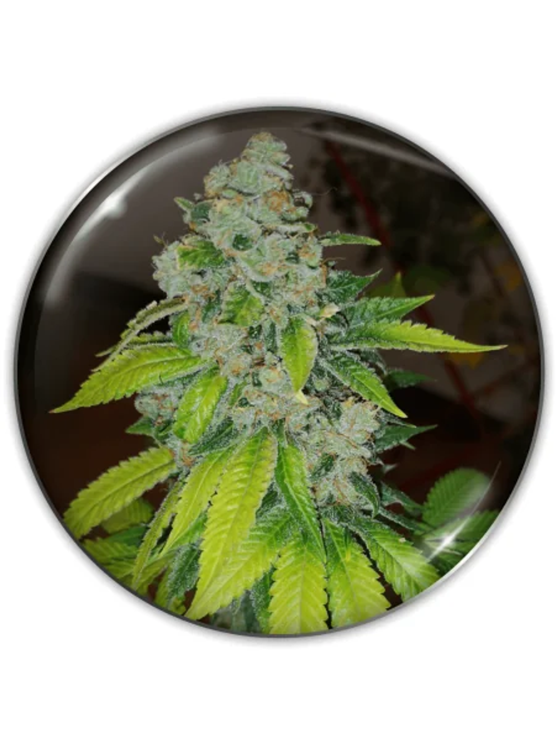 Zkittlez Fem X3-Medical Seeds 1