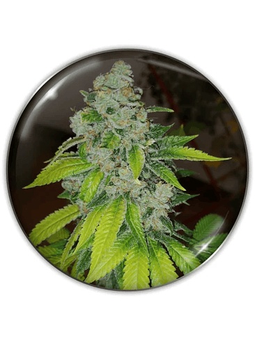 ZKITTLEZ FEM X3-MEDICAL SEEDS 1