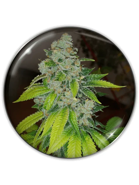 Zkittlez Fem X3-Medical Seeds 1