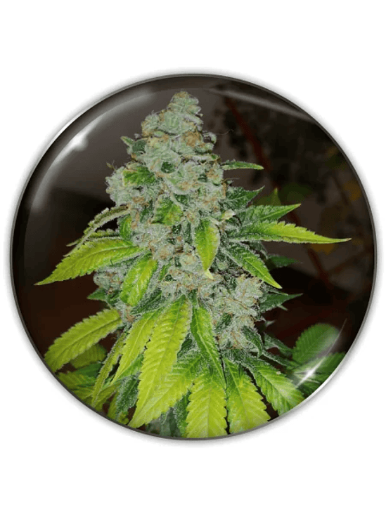 ZKITTLEZ FEM X3-MEDICAL SEEDS 1