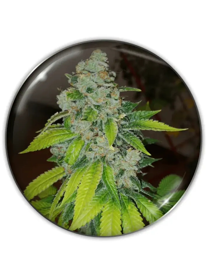 Zkittlez Fem X3-Medical Seeds 1