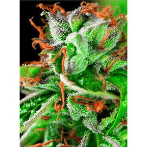 Double Og Haze Fem X3+1-Pyramid Seeds