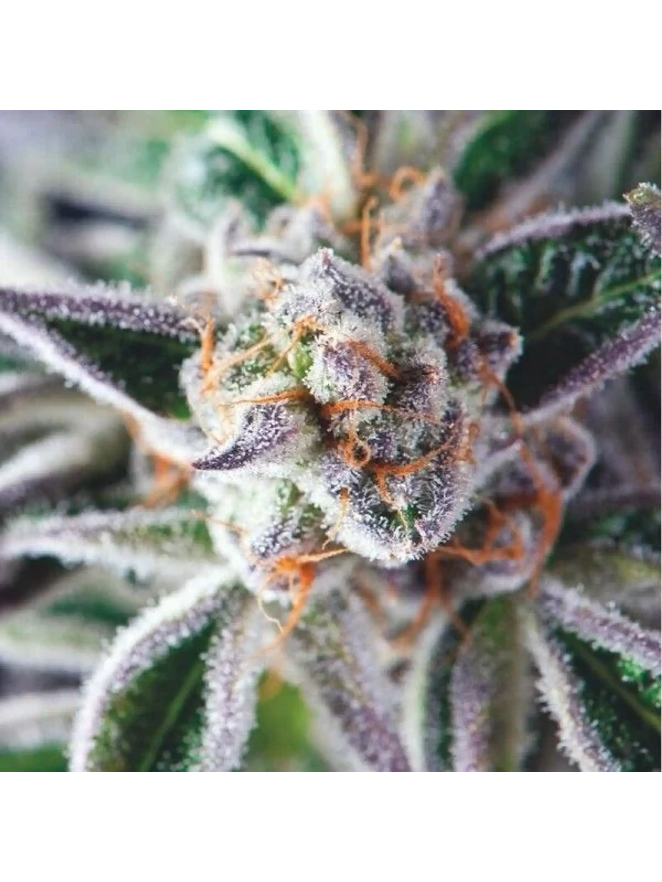 Do-Si-Dos Fem X3+1-Pyramid Seeds 1