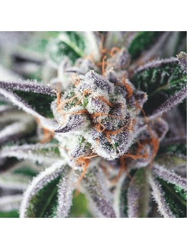 DO-SI-DOS FEM X3+1-PYRAMID SEEDS 1