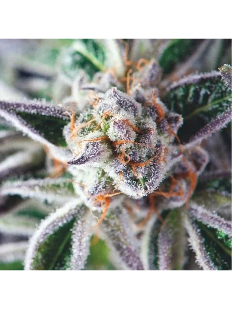 Do-Si-Dos Fem -Pyramid Seeds (X3+1/X5+2) 1