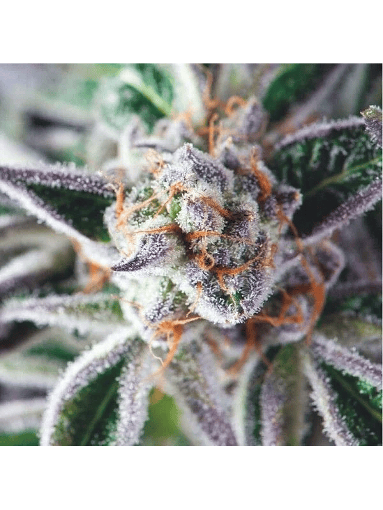 DO-SI-DOS FEM X3+1-PYRAMID SEEDS 1