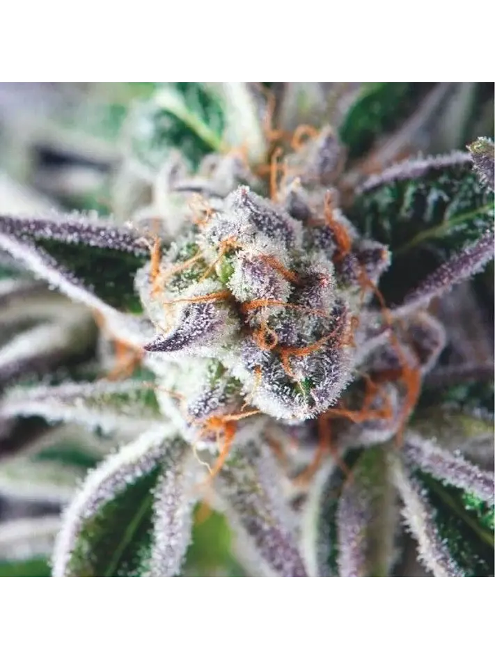 Do-Si-Dos Fem -Pyramid Seeds (X3+1/X5+2) 1