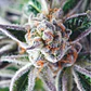 Do-Si-Dos Fem -Pyramid Seeds (X3+1/X5+2) - Miniatura 1