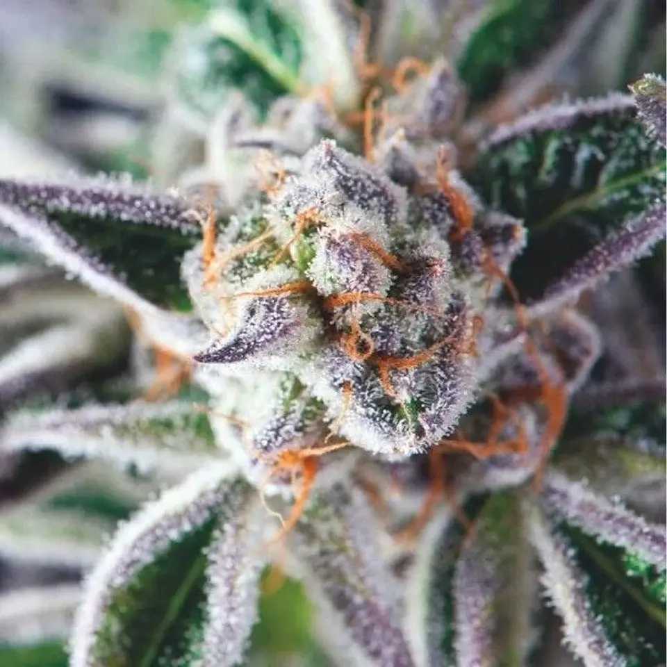 Do-Si-Dos Fem -Pyramid Seeds (X3+1/X5+2) 1