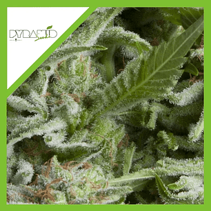 ALPUJARREÑA AUTO X1-PYRAMID SEEDS