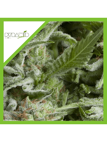 ALPUJARREÑA AUTO X1-PYRAMID SEEDS 1