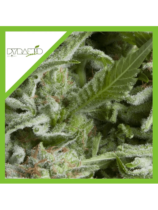 ALPUJARREÑA AUTO X3+1-PYRAMID SEEDS 1